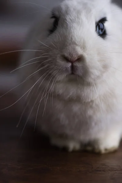 Cute rabbit with black eye on dark background — Stock Photo