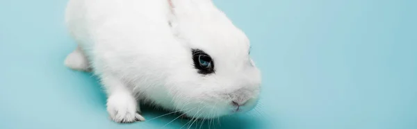 Cute white rabbit with black eye on blue background, banner — Stock Photo