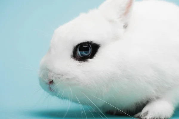 Милый белый кролик с фингалом на синем фоне — стоковое фото