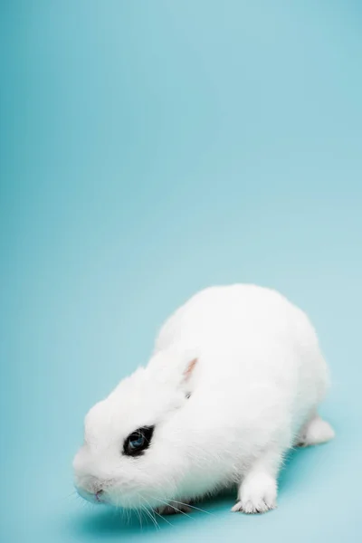 Cute white rabbit with black eye on blue background — Stock Photo