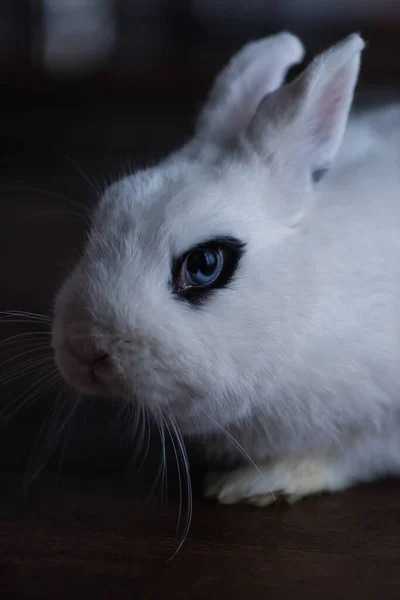 Cute rabbit with black eye on dark background — Stock Photo