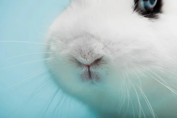 Closeup of cute white rabbit with funny nose on blue background — Stock Photo