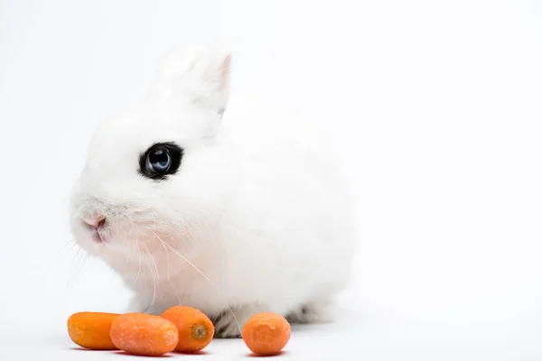 Милый кролик с фингалом под морковкой на белом фоне — стоковое фото