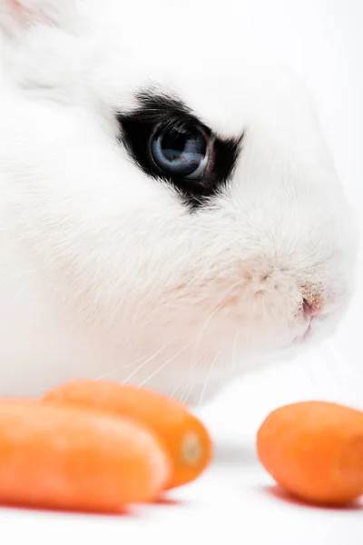 Primer plano de lindo conejo con ojo negro cerca de zanahoria sobre fondo blanco - foto de stock