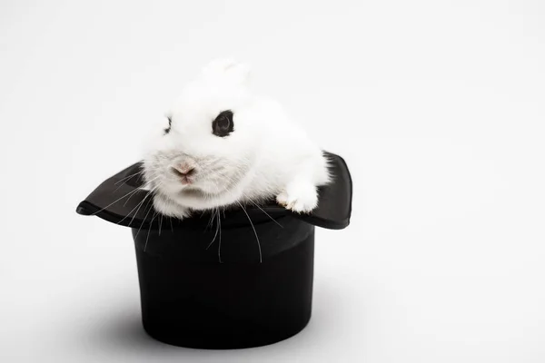 Cute rabbit in black hat on white background — Stock Photo