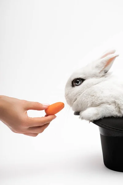 Cropped view of woman giving carrot to cute rabbit in black hat on white background — Stock Photo