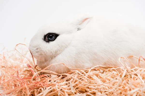 Cute rabbit with black eye in nest on white background — Stock Photo