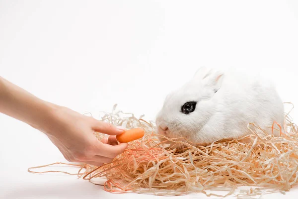 Vista recortada de la mujer dando zanahoria a conejo lindo en el nido sobre fondo blanco - foto de stock