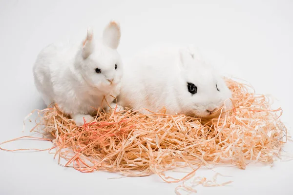 Niedliches Kaninchen mit Spielzeug im Nest auf weißem Hintergrund — Stockfoto