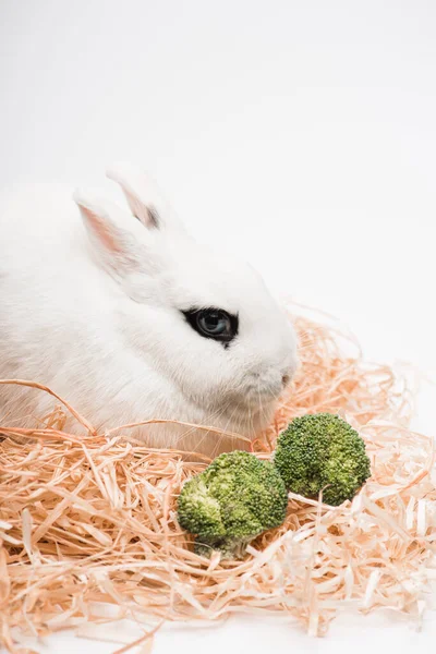 Niedliches Kaninchen im Nest mit Brokkoli auf weißem Hintergrund — Stockfoto