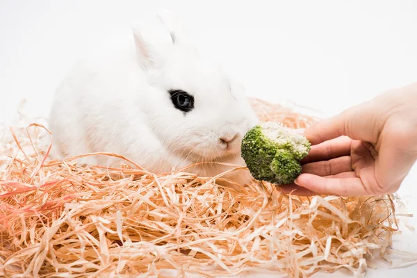 Cropped view of woman giving broccoli to cute rabbit in nest on white background — Stock Photo