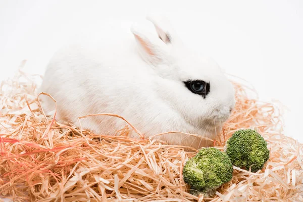 Niedliches Kaninchen im Nest mit Brokkoli auf weißem Hintergrund — Stockfoto