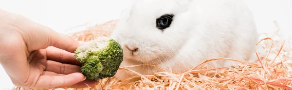 Cropped view of woman giving broccoli to cute rabbit in nest on white background, banner — Stock Photo