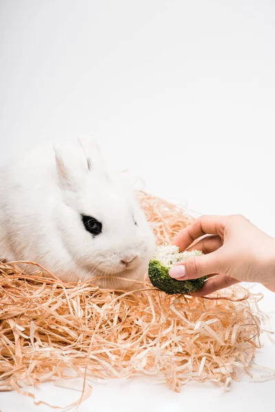 Abgeschnittene Ansicht der Frau geben Brokkoli zu niedlichen Kaninchen im Nest auf weißem Hintergrund — Stock Photo