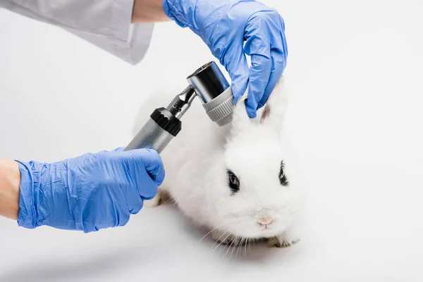 Vista recortada del veterinario examinando orejas de conejo sobre fondo blanco - foto de stock