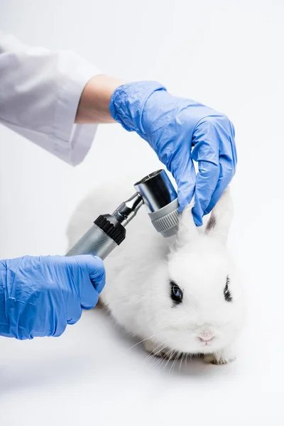 Vista ritagliata del veterinario esame orecchie di coniglio su sfondo bianco — Foto stock