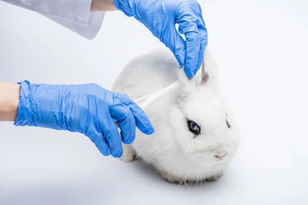 Vista ritagliata del veterinario esame orecchie di coniglio su sfondo bianco — Foto stock