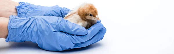 Vista recortada de veterinario con el polluelo sobre fondo blanco, bandera - foto de stock