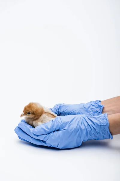 Cropped view of veterinarian with chick on white background — Stock Photo