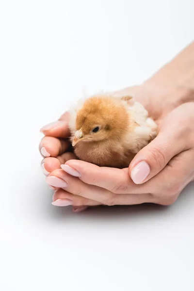Cropped view of chick in hands on white background — Stock Photo