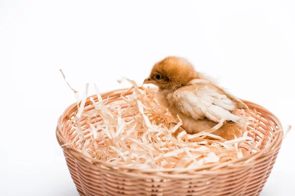 Mignon petit poussin dans nid sur fond blanc — Photo de stock