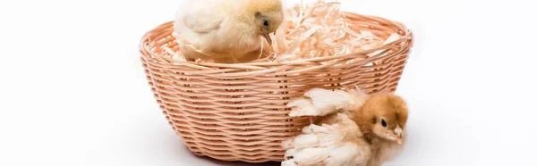 Cute small chicks in nest on white background, banner — Stock Photo