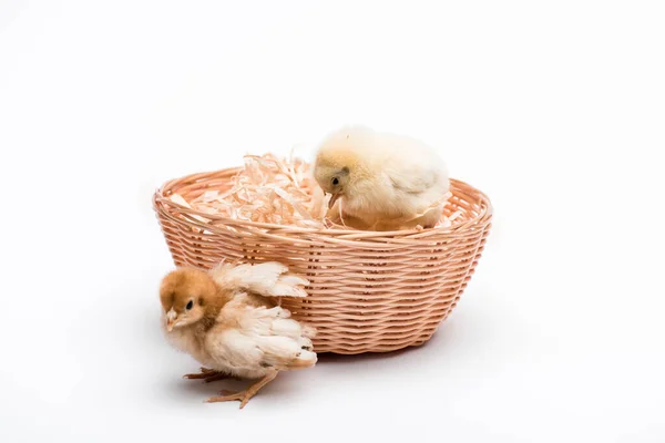 Милые маленькие цыплята в гнезде на белом фоне — стоковое фото