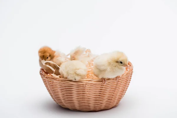 Милые маленькие цыплята в гнезде на белом фоне — стоковое фото