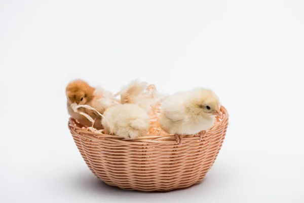 Niedliche kleine Küken im Nest auf weißem Hintergrund — Stock Photo