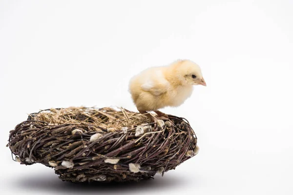 Niedliche kleine Küken im Nest auf weißem Hintergrund — Stockfoto