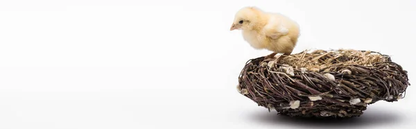 Mignon petit poussin dans nid sur fond blanc, bannière — Photo de stock