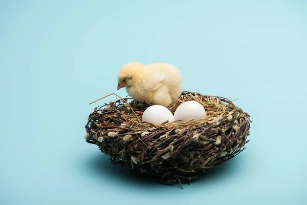 Niedliche kleine Küken mit Eiern im Nest auf blauem Hintergrund — Stockfoto