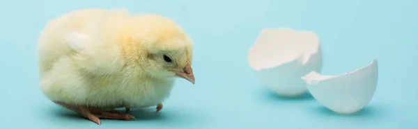 Lindo pollito y cáscara de huevo sobre fondo azul, bandera - foto de stock