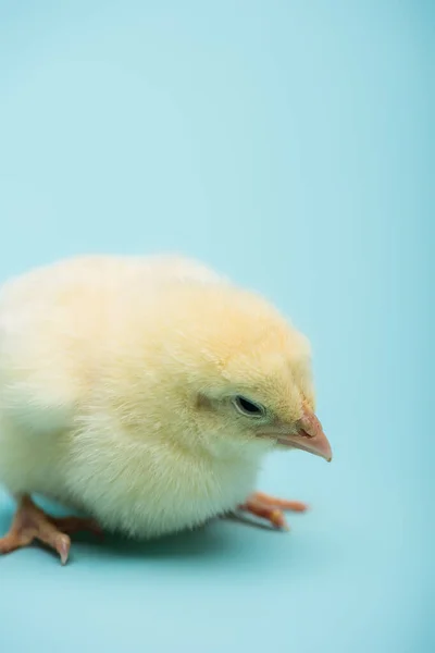 Cute small chick on blue background — Stock Photo