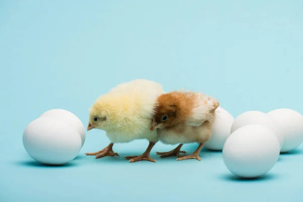 Cute small chicks and eggs on blue background — Stock Photo