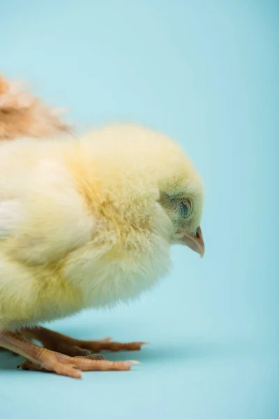 Cute small fluffy chick on blue background — Stock Photo