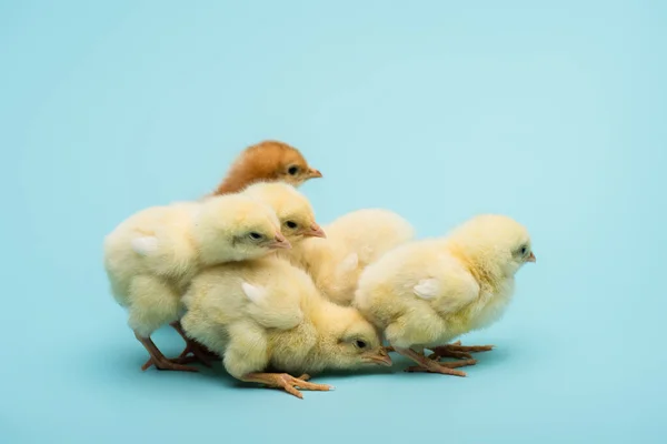 Cute small fluffy chicks on blue background — Stock Photo