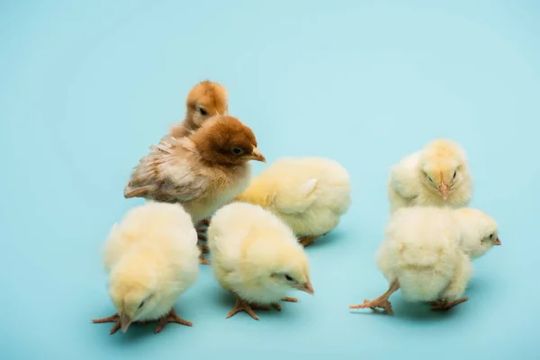 Cute small fluffy chicks on blue background — Stock Photo