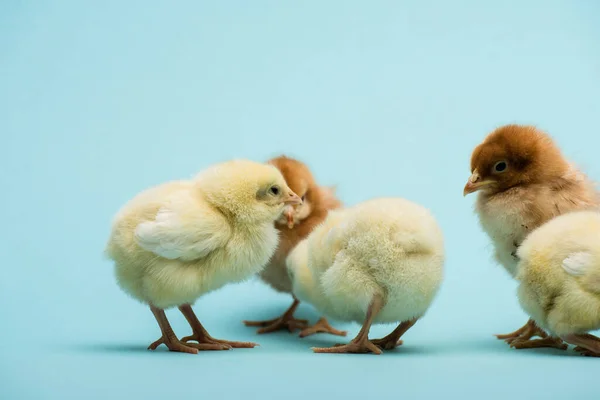 Cute small fluffy chicks on blue background — Stock Photo