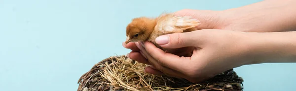 Cropped view of woman holding cute small fluffy chick near nest on blue background, banner — Stock Photo