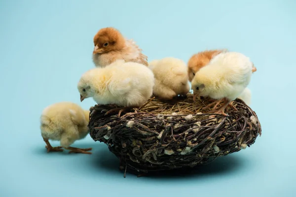 Cute small fluffy chicks in nest on blue background — Stock Photo