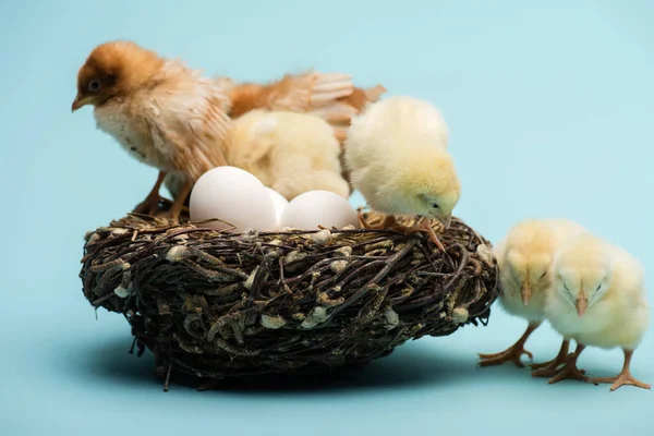 Милые маленькие пушистые цыплята в гнезде с яйцами на голубом фоне — стоковое фото