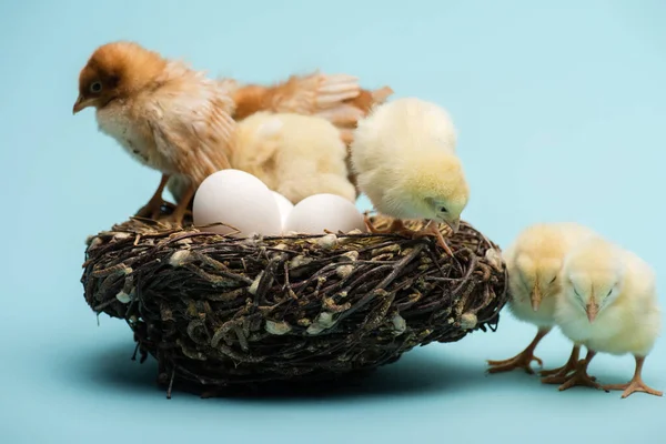 Niedliche kleine flauschige Küken im Nest mit Eiern auf blauem Hintergrund — Stock Photo