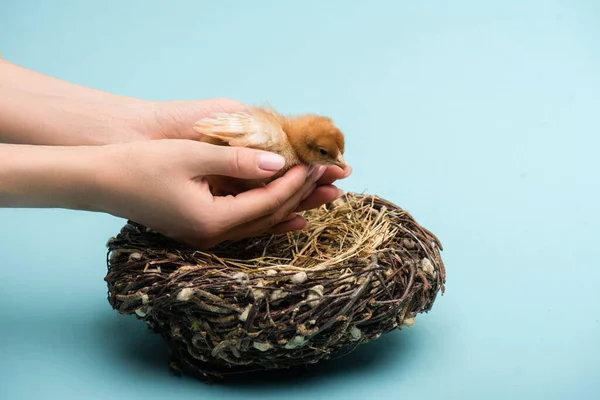 Vue recadrée de la femme tenant mignon petit poussin pelucheux près du nid sur fond bleu — Photo de stock