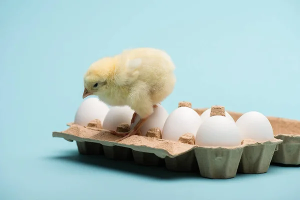 Mignon petit poussin moelleux sur les œufs dans le plateau sur fond bleu — Photo de stock