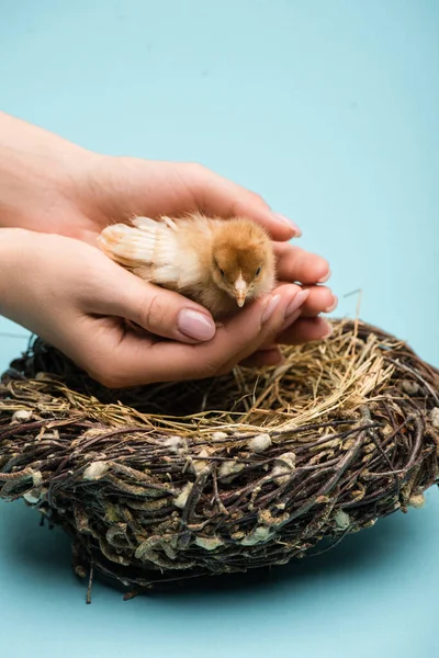 Vue recadrée de la femme tenant mignon petit poussin pelucheux près du nid sur fond bleu — Photo de stock