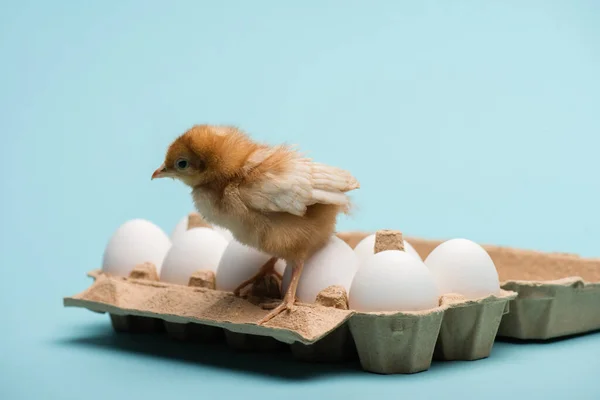 Lindo pequeño mullido polluelo en huevos en bandeja sobre fondo azul - foto de stock