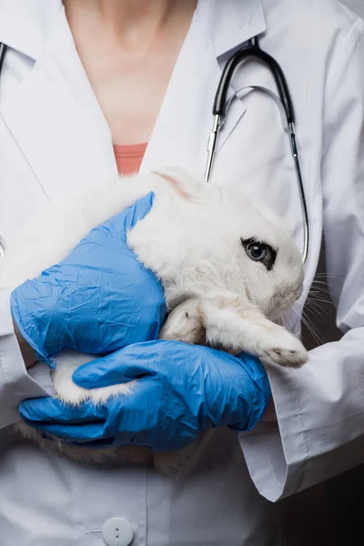 Vista ritagliata del veterinario con coniglio in mano — Foto stock