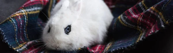 Mignon lapin blanc avec oeil noir sur couverture à carreaux, bannière — Photo de stock