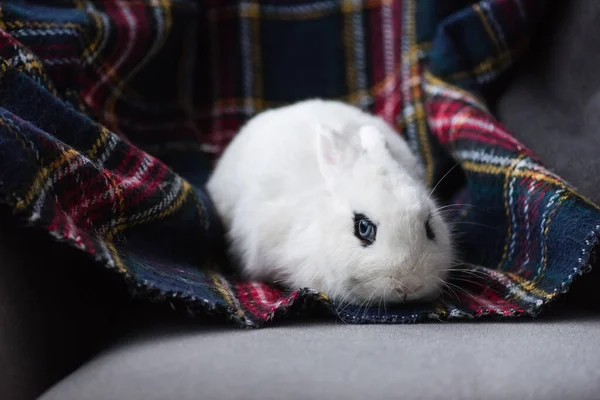 Cute white rabbit with black eye on checkered blanket — Stock Photo